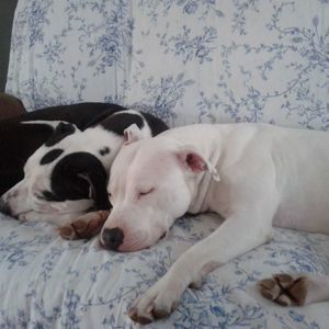 Meet your Posher, Chase